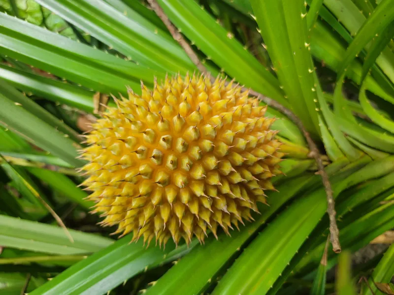 🌿🍈 সুন্দরবনের কেওয়া কাঁঠাল - ১ পিস । Bonno Bazar