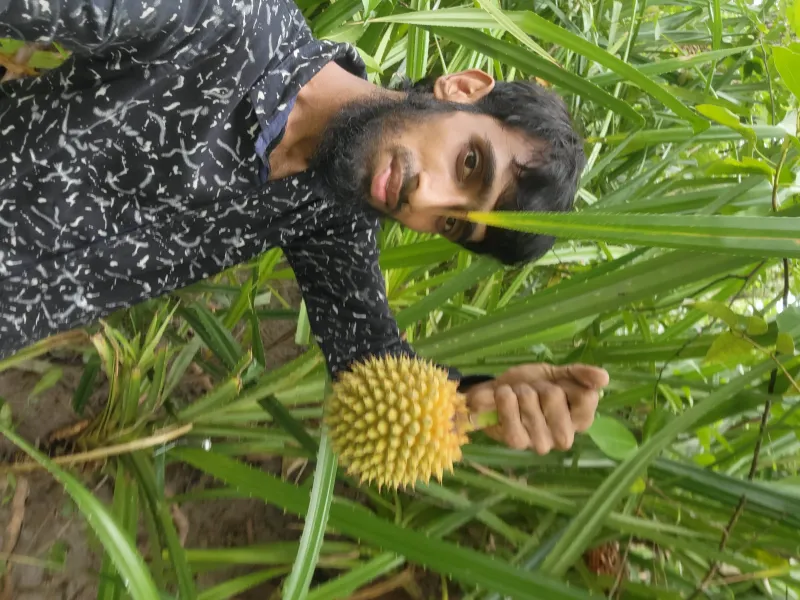 🌿🍈 সুন্দরবনের কেওয়া কাঁঠাল - ১ পিস । Bonno Bazar