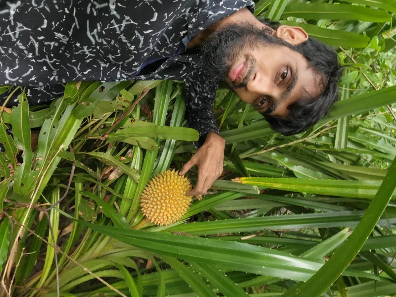 🌿🍈 সুন্দরবনের কেওয়া কাঁঠাল - ১ পিস । Bonno Bazar
