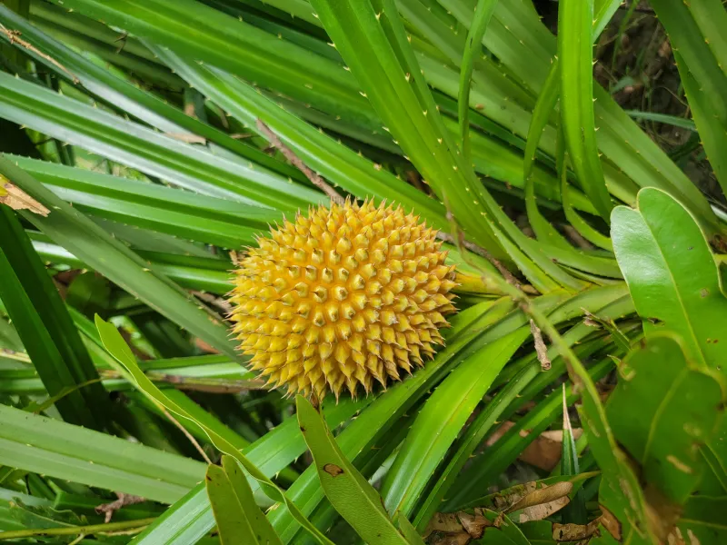 🌿🍈 সুন্দরবনের কেওয়া কাঁঠাল - ১ পিস । Bonno Bazar