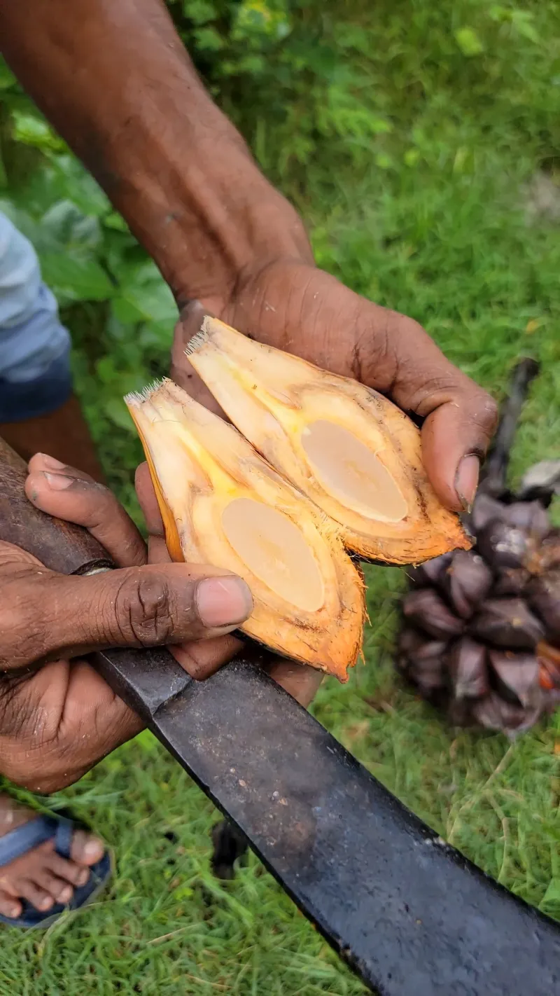 🍈 সুন্দরবনের গোল ফল - ২০ পিস ।Bonno Bazar