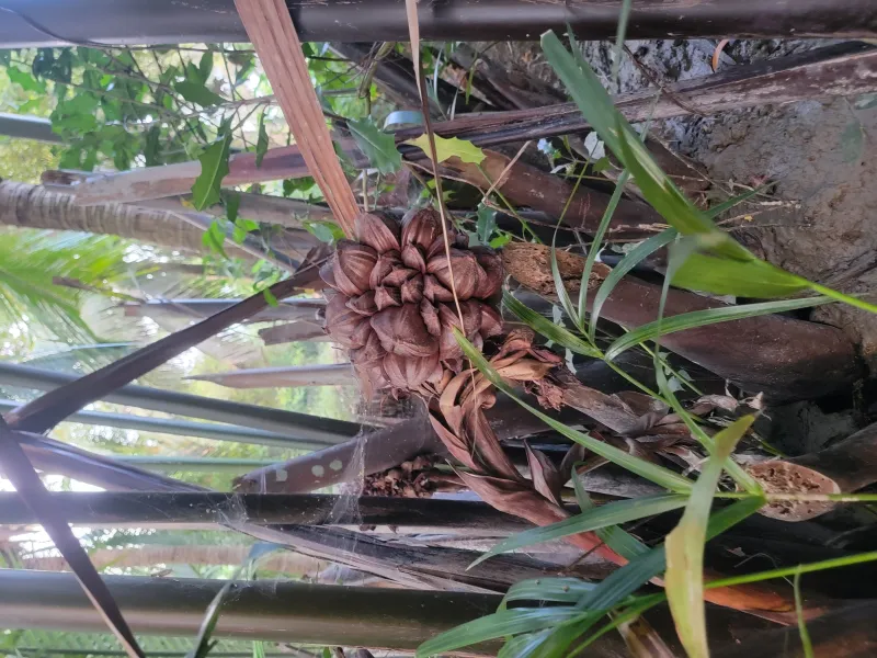 🍈 সুন্দরবনের গোল ফল - ২০ পিস ।Bonno Bazar