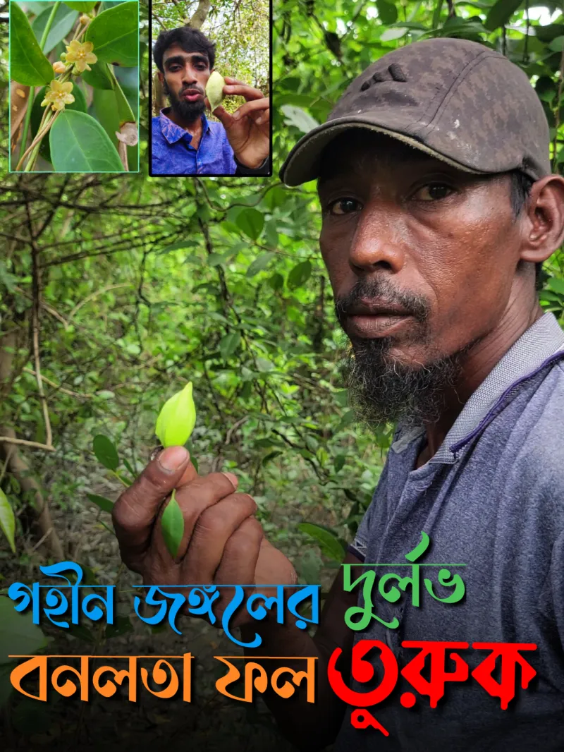 🍈 দুর্লভ সুন্দরবনের বনলতা ফল (তুরুক/মামাকলা) । Bonno Bazar