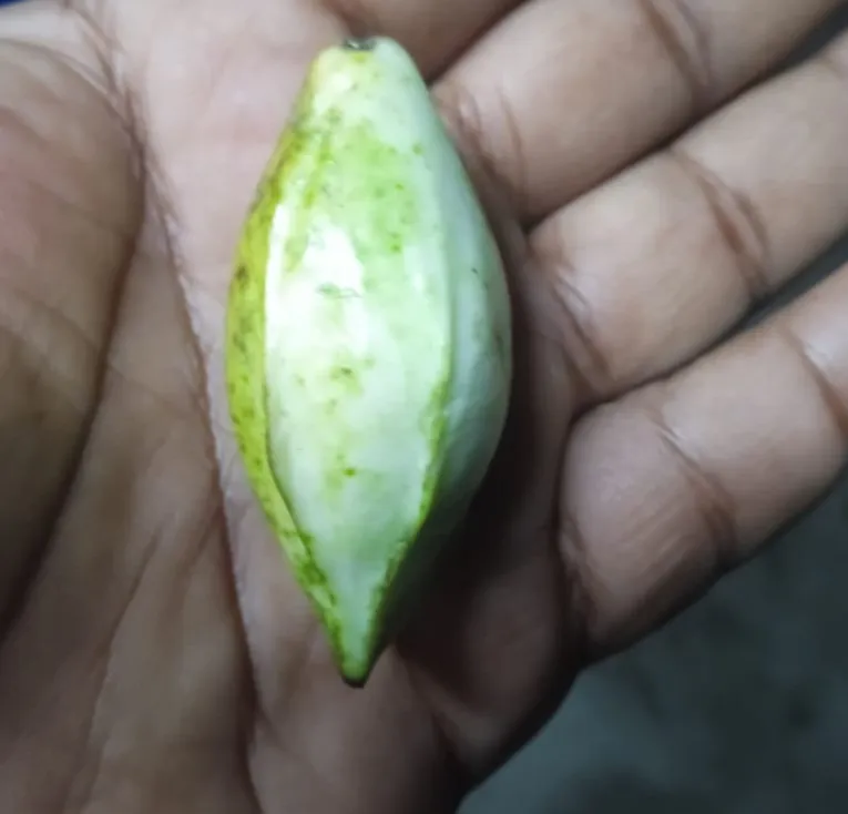 🍈 দুর্লভ সুন্দরবনের বনলতা ফল (তুরুক/মামাকলা) । Bonno Bazar