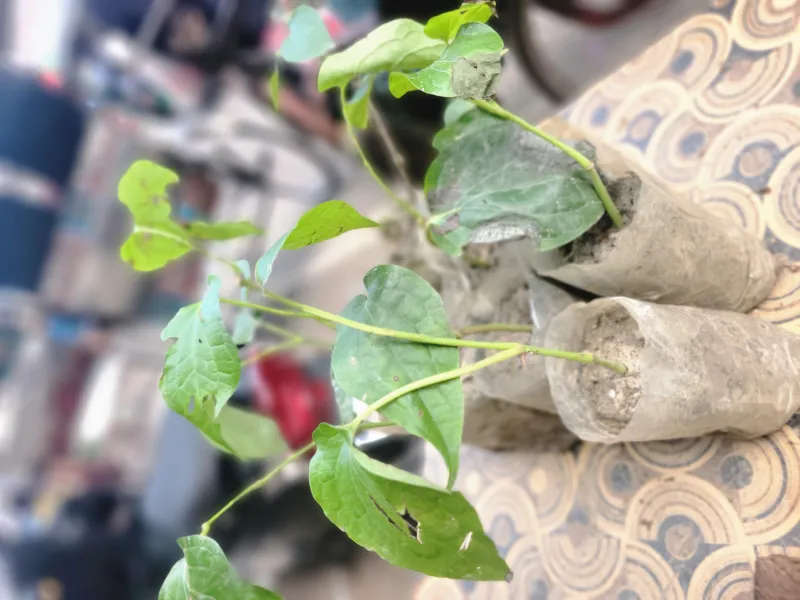 🌿 চুই ঝাল গাছের চারা - ১ পিস। Bonno Bazar