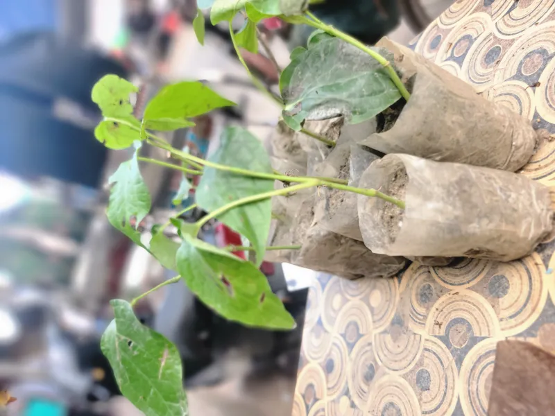 🌿 চুই ঝাল গাছের চারা - ১ পিস। Bonno Bazar