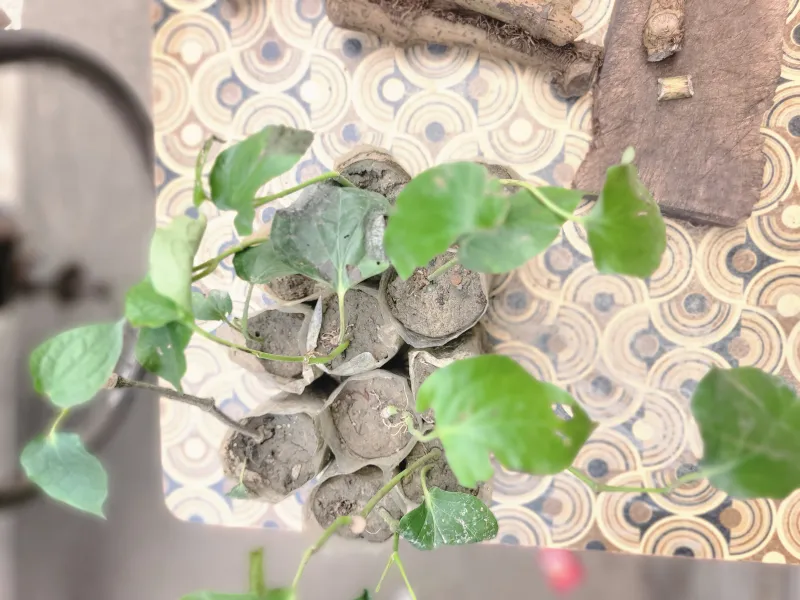 🌿 চুই ঝাল গাছের চারা - ১ পিস। Bonno Bazar