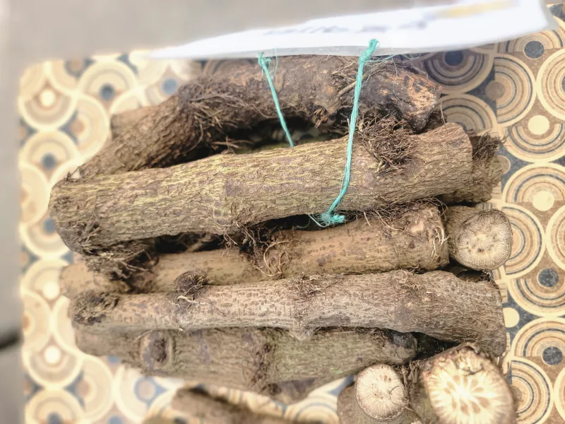 🌿🌶️ কাঁচা চুইঝাল মসলা - ফ্রেশ কাট । Bonno Bazar