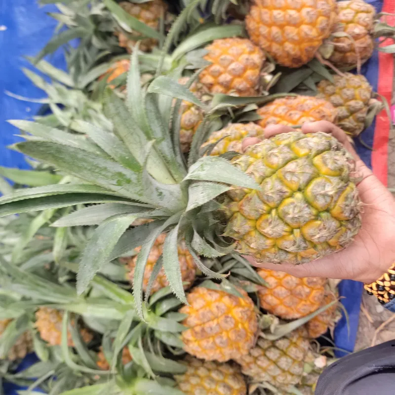 🍍 টাঙ্গাইলের দেশি আনারস (৪ পিস) | Tangail Local Pineapple (4 Pcs) | বন্য বাজার | Bonno Bazar | BB