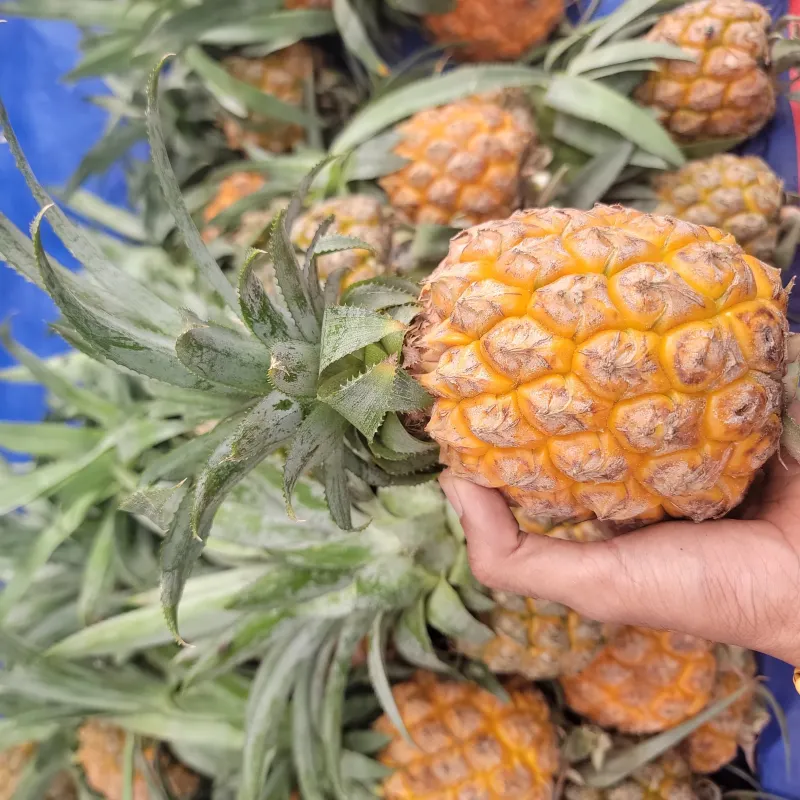 🍍 টাঙ্গাইলের দেশি আনারস (৪ পিস) | Tangail Local Pineapple (4 Pcs) | বন্য বাজার | Bonno Bazar | BB